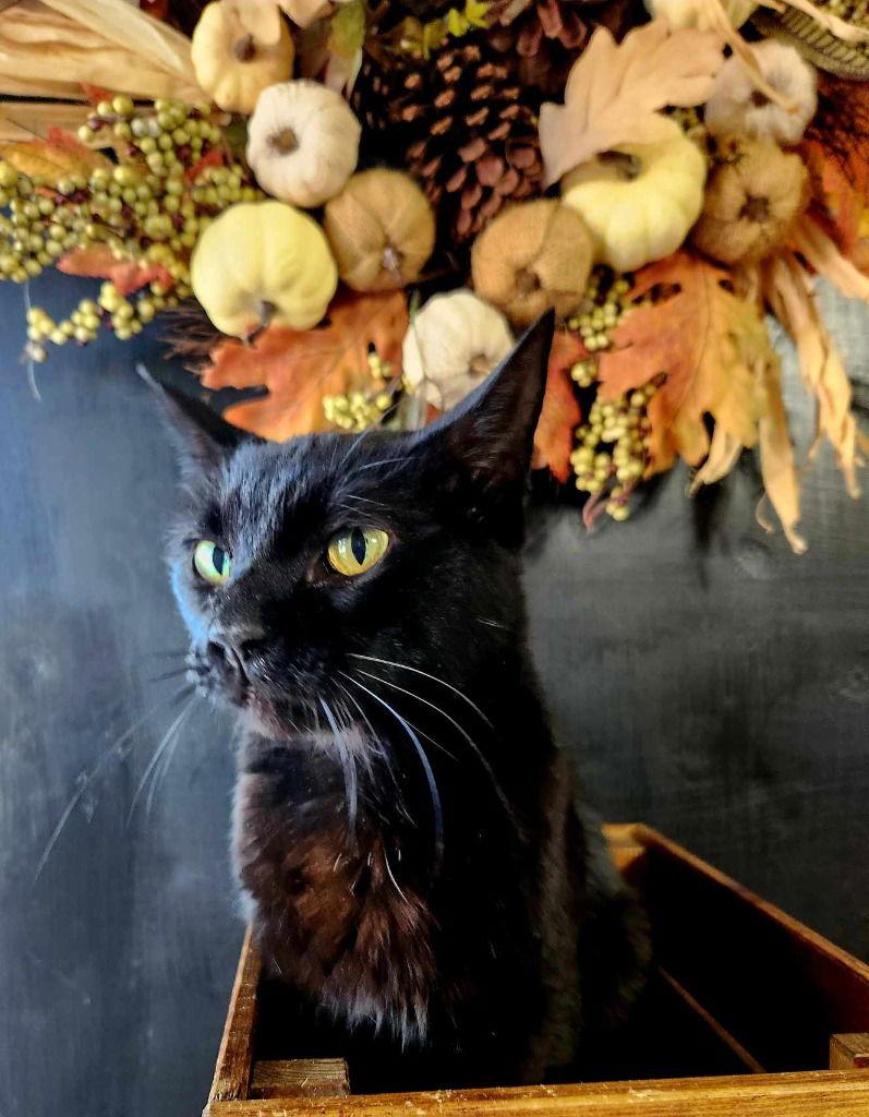 Ebony, a Adoptable Domestic Medium Hair in Cromwell, KY image 2/2