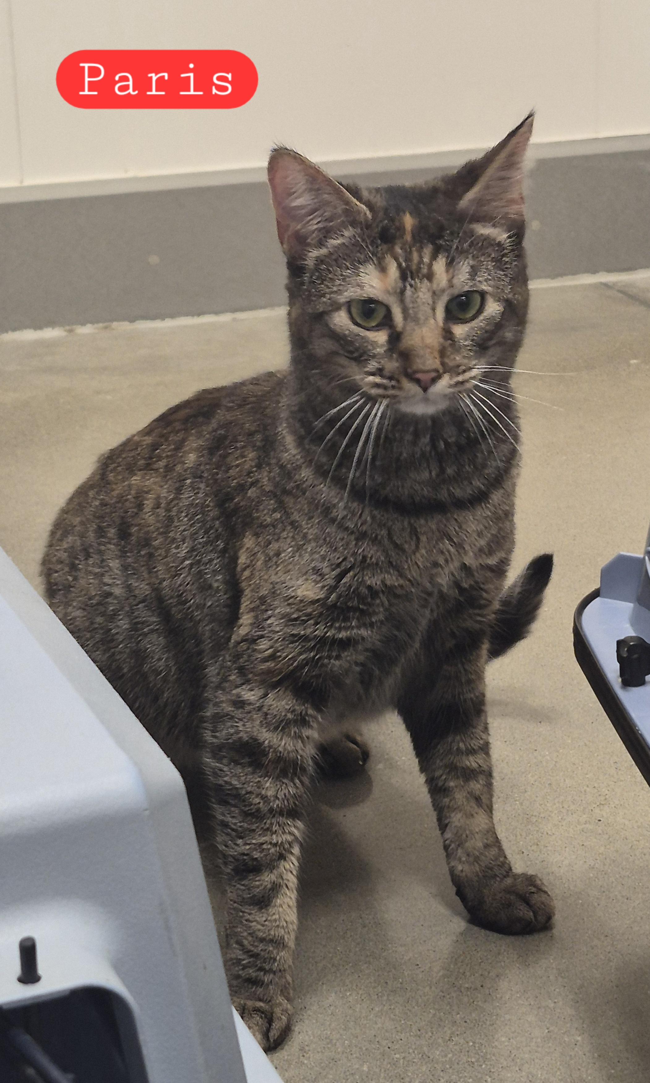Enlarge Paris, a ADOPTABLE Domestic Short Hair in Blue Springs, MO image 1/1
