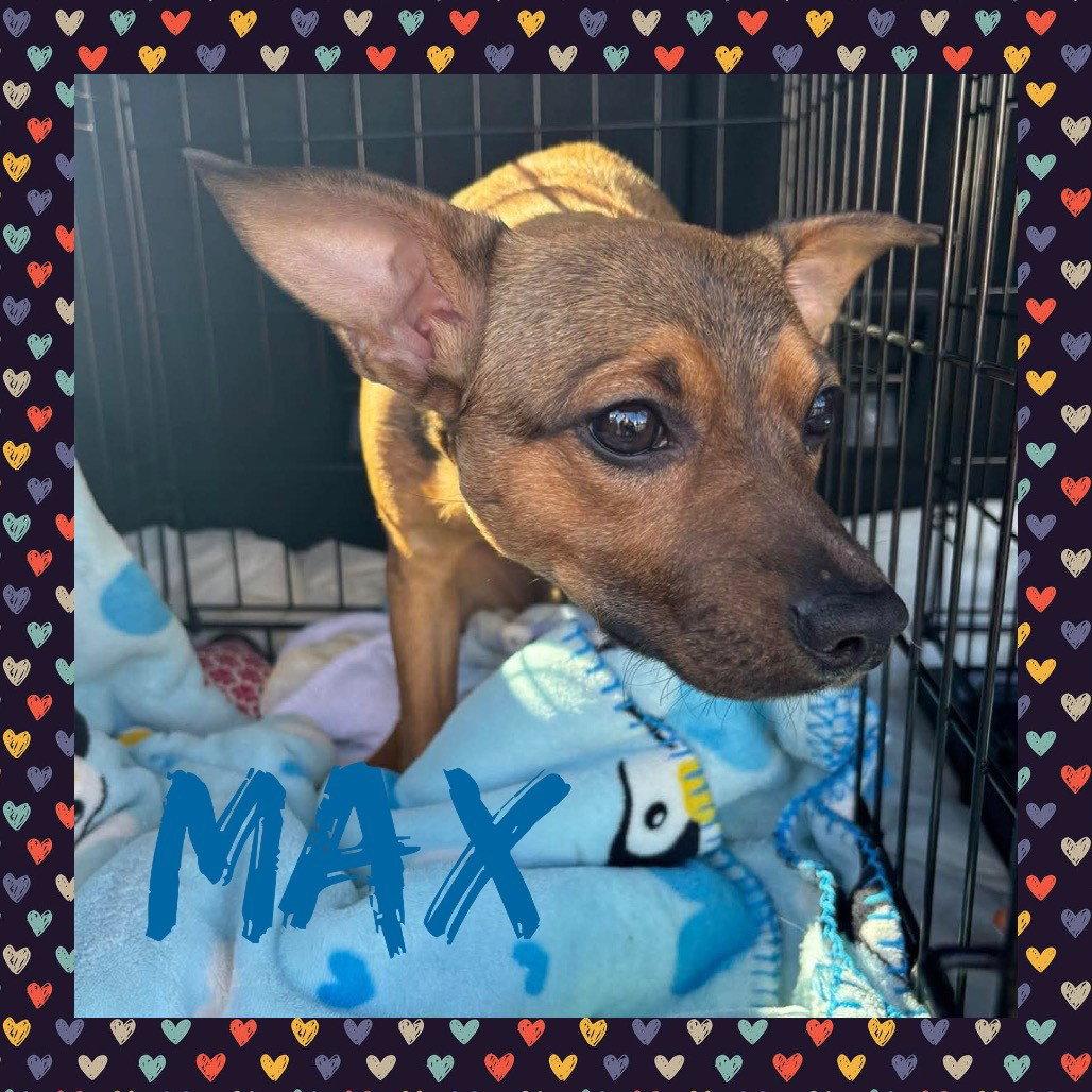 Max, Adopted, Young Male Rat Terrier & Chihuahua.