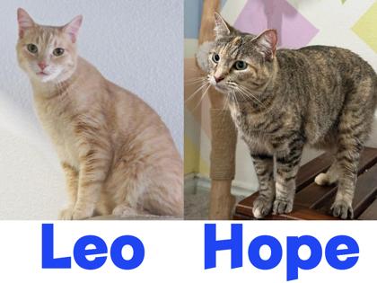 Enlarge Leo, a Adoptable Domestic Short Hair in Encinitas, CA image 1/3