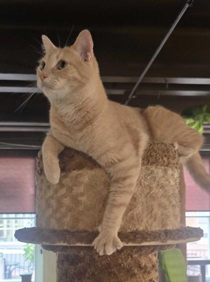 Enlarge Leo, a Adoptable Domestic Short Hair in Encinitas, CA image 2/3