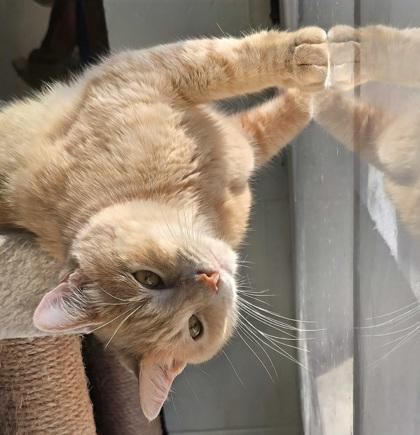 Enlarge Leo, a Adoptable Domestic Short Hair in Encinitas, CA image 3/3