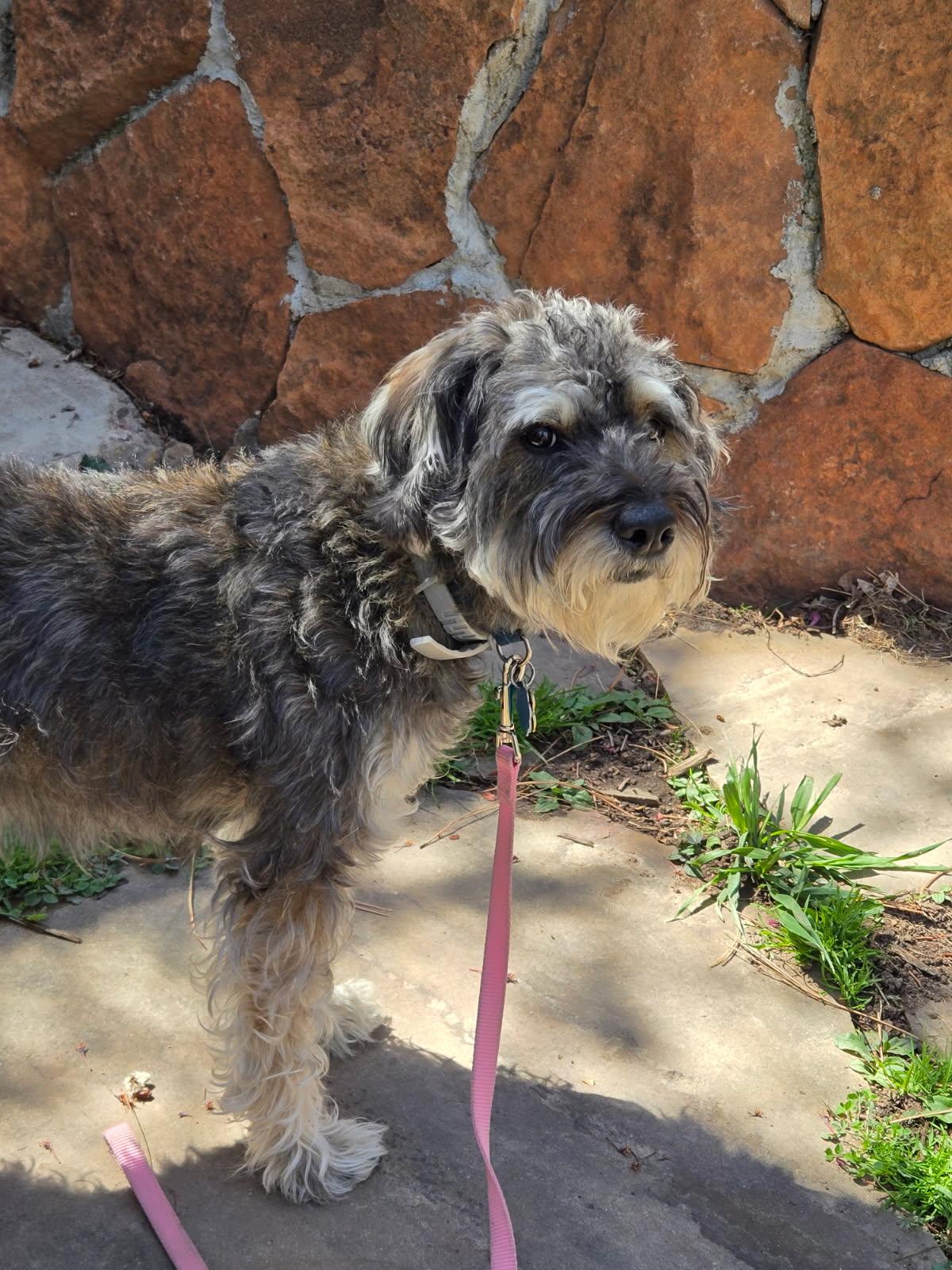 Pepper , ADOPTABLE, Young Female Terrier & Miniature Schnauzer.