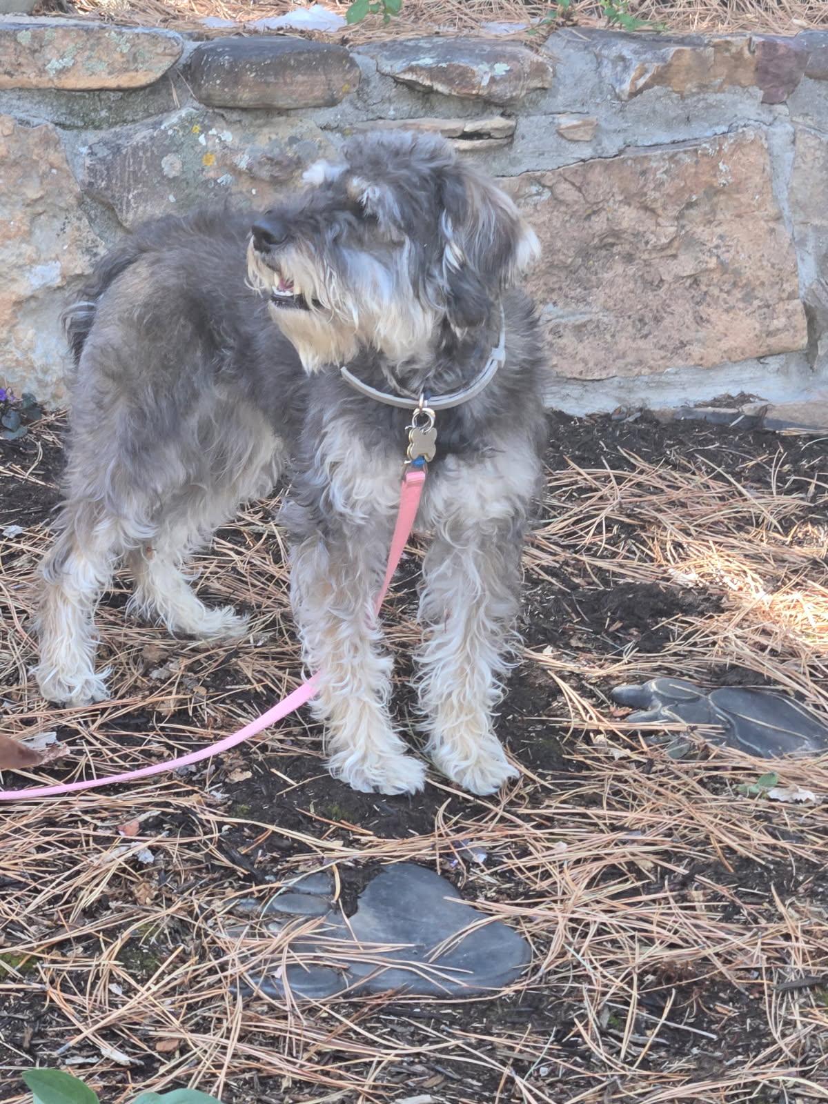 Enlarge Pepper , a ADOPTABLE mixed breed in Littleton, CO image 2/3