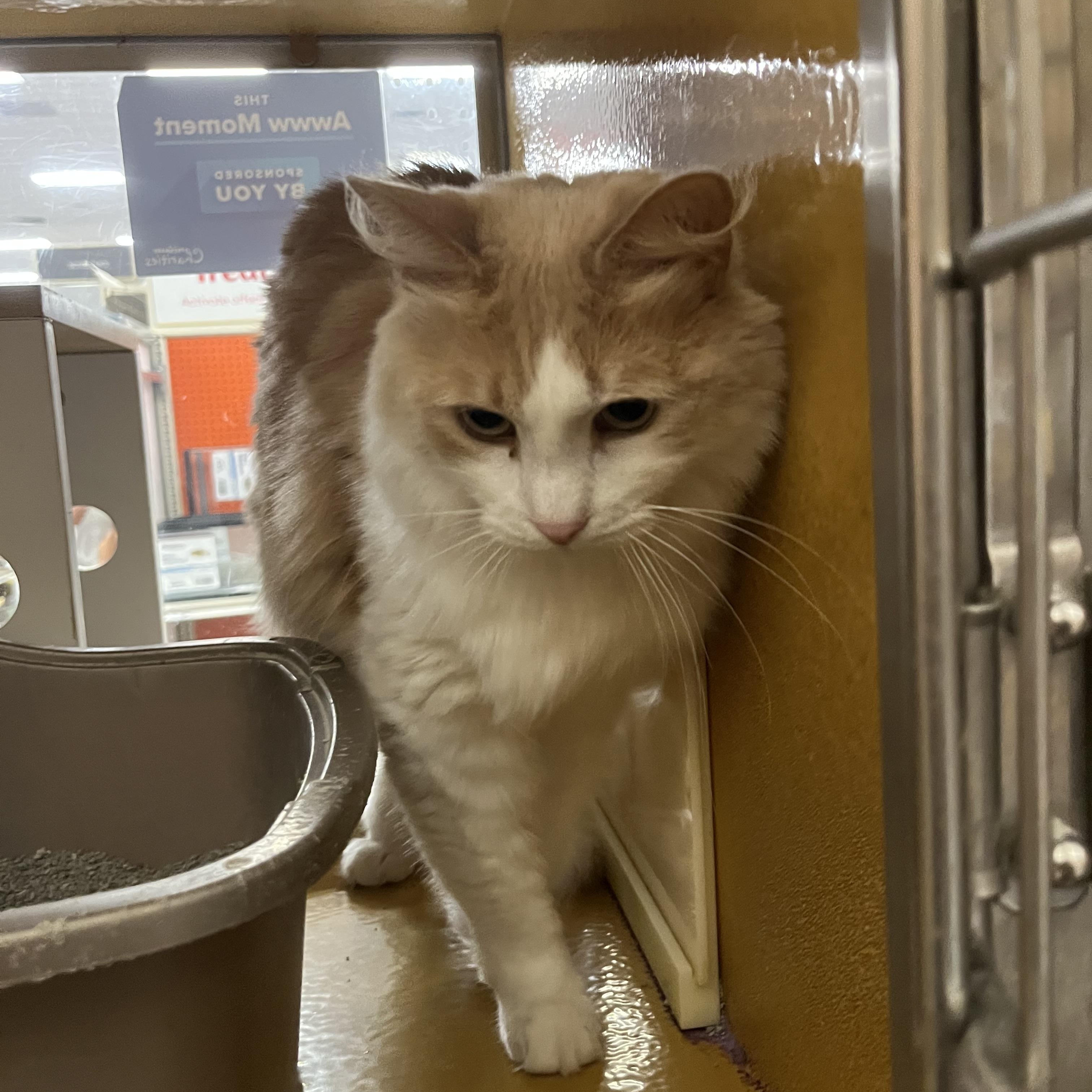 Enlarge Pique, a Adoptable Domestic Long Hair in Tustin, CA image 1/3