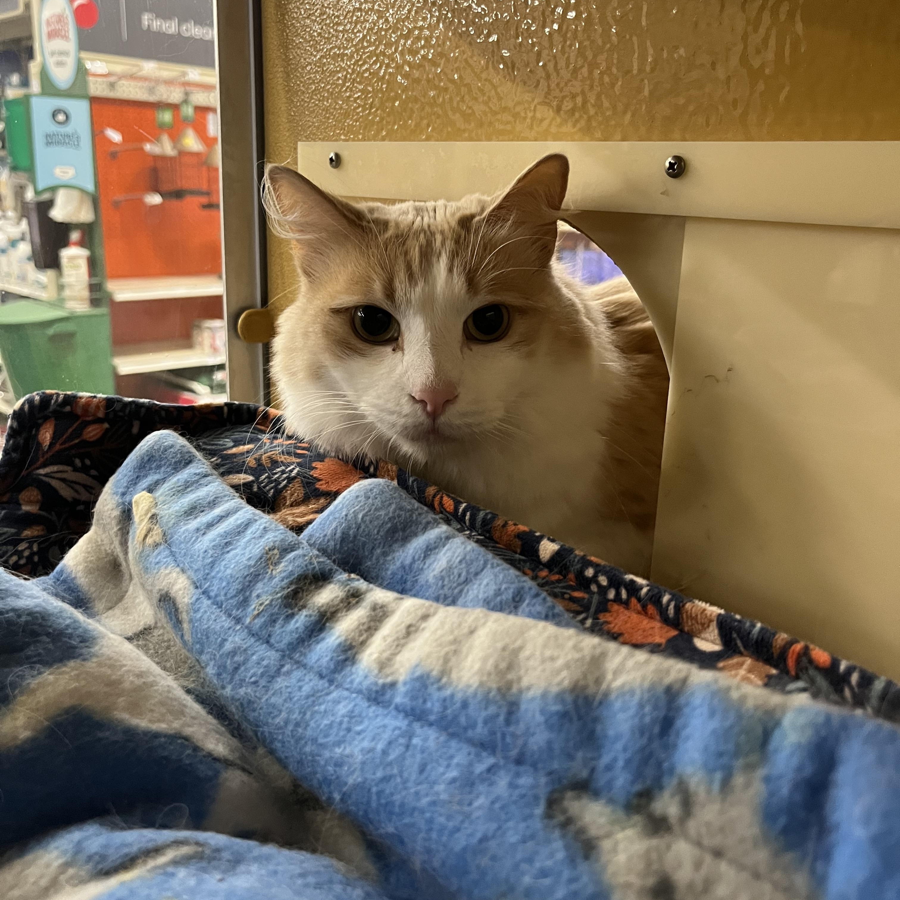 Enlarge Pique, a Adoptable Domestic Long Hair in Tustin, CA image 2/3