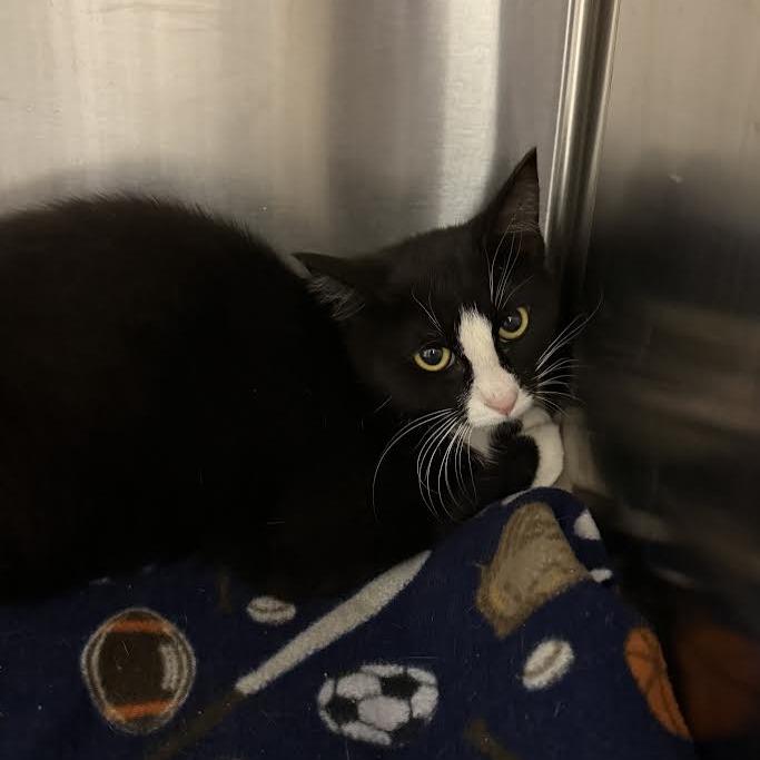 Stella, a Adoptable Domestic Short Hair in Indiantown, FL image 2/2