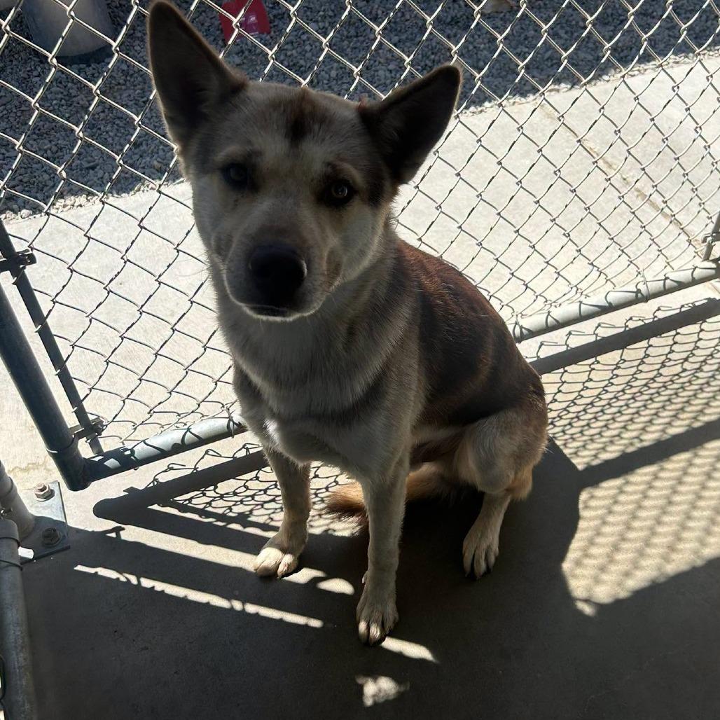 26-946, Adoptable, Puppy Male Husky.