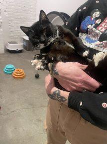 Enlarge Tobi (FIV), a Adoptable Domestic Short Hair in Portland, OR image 3/6