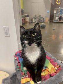 Enlarge Tobi (FIV), a Adoptable Domestic Short Hair in Portland, OR image 1/6