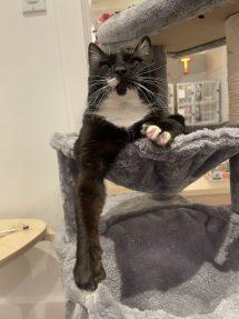 Enlarge Tobi (FIV), a Adoptable Domestic Short Hair in Portland, OR image 4/6