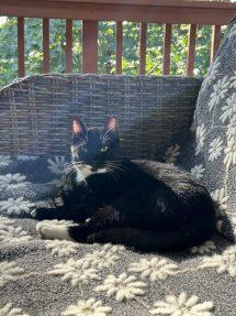 Enlarge Tobi (FIV), a Adoptable Domestic Short Hair in Portland, OR image 5/6