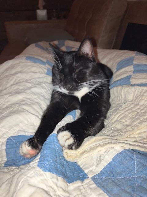 Tobi (FIV), Adoptable, Adult Male Tuxedo & Domestic Short Hair.