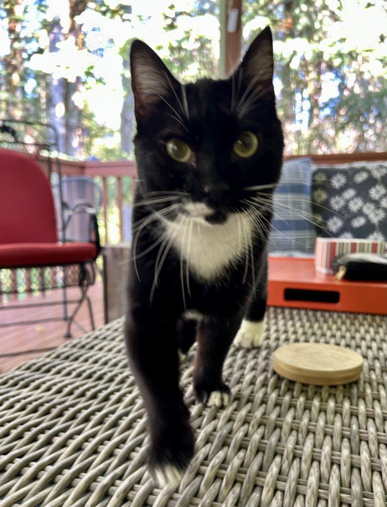 Enlarge Tobi (FIV), a Adoptable Domestic Short Hair in Portland, OR image 6/6