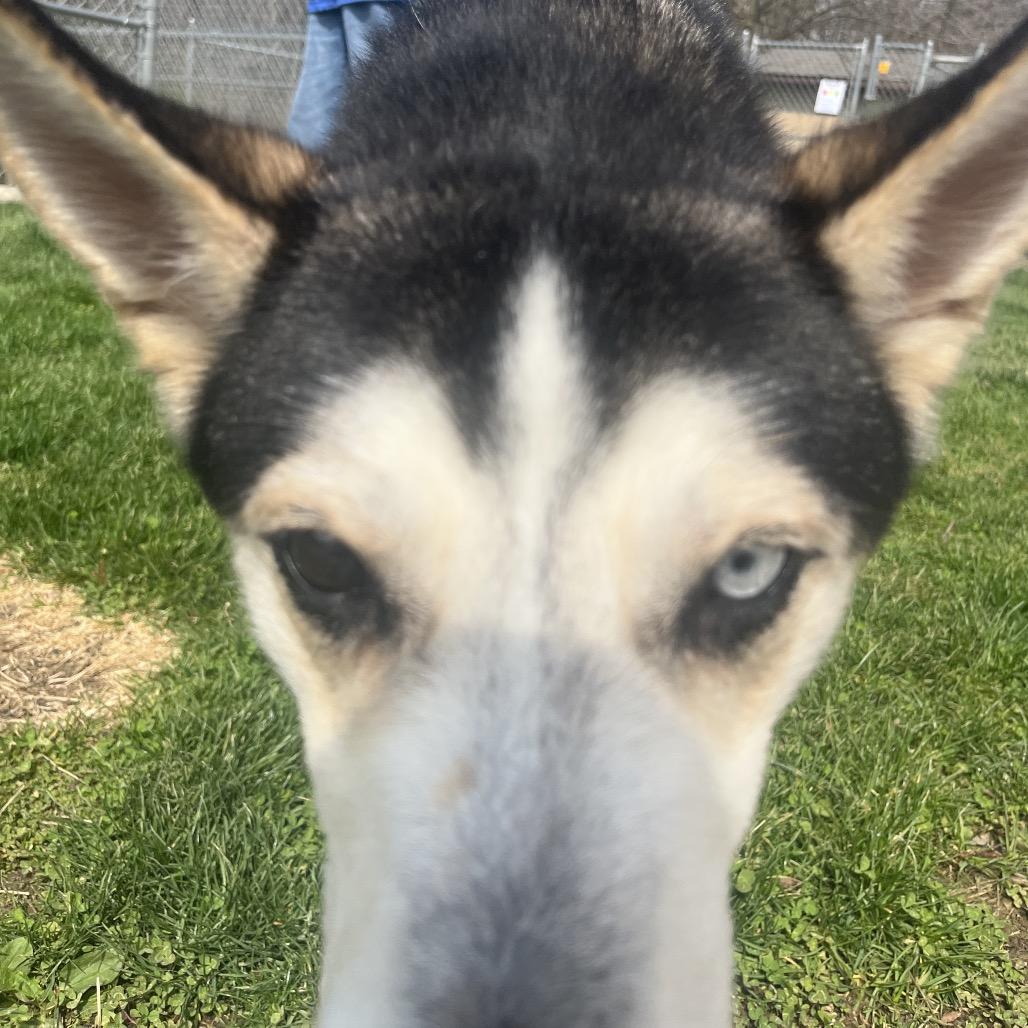 Mick, Adoptable, Adult Male Husky.