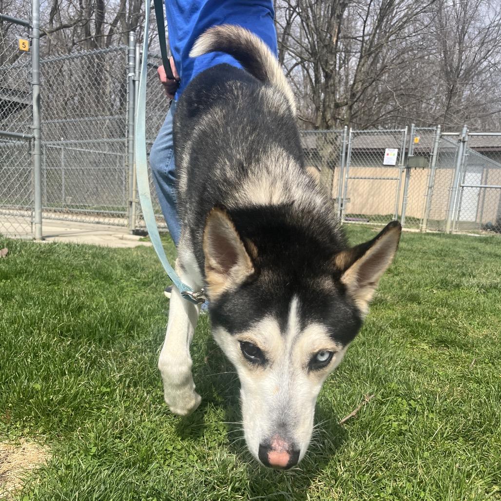 Enlarge Mick, a Adoptable mixed breed in Delaware, OH image 2/6