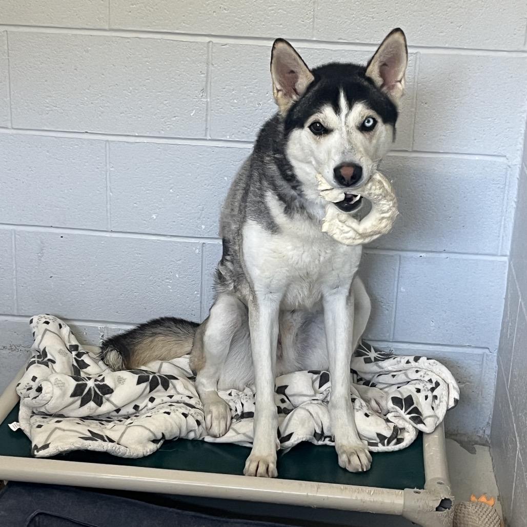 Enlarge Mick, a Adoptable mixed breed in Delaware, OH image 2/6