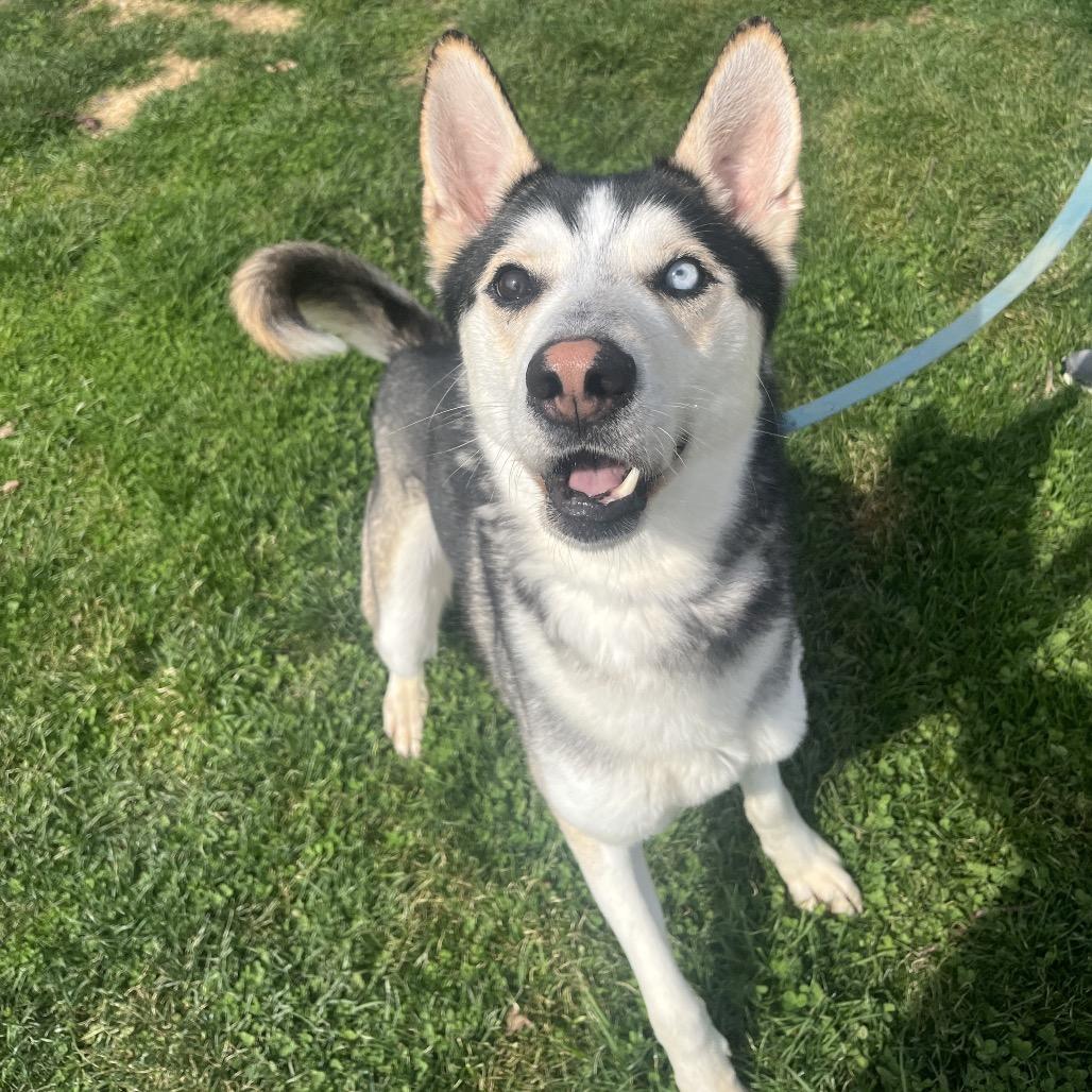 Enlarge Mick, a Adoptable mixed breed in Delaware, OH image 3/6