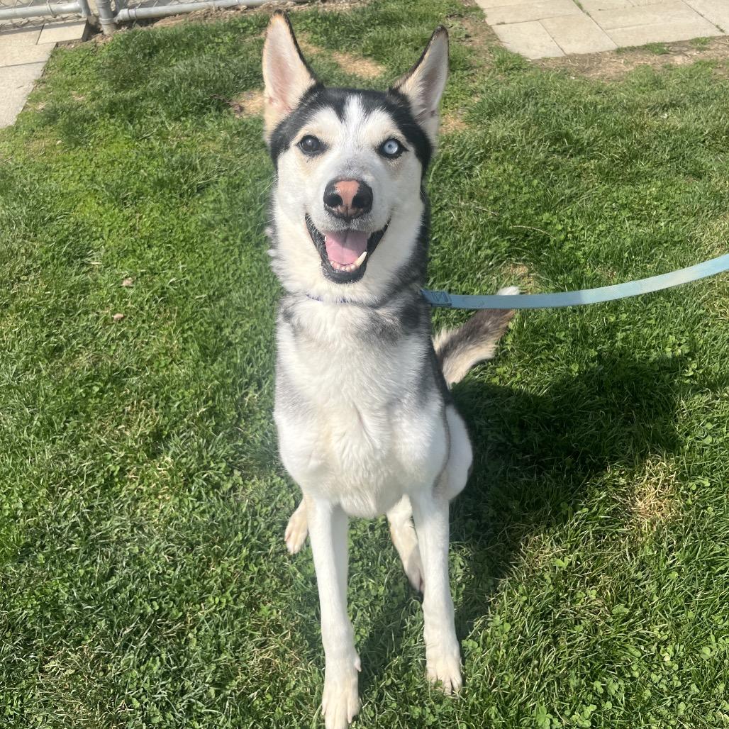 Enlarge Mick, a Adoptable mixed breed in Delaware, OH image 4/6