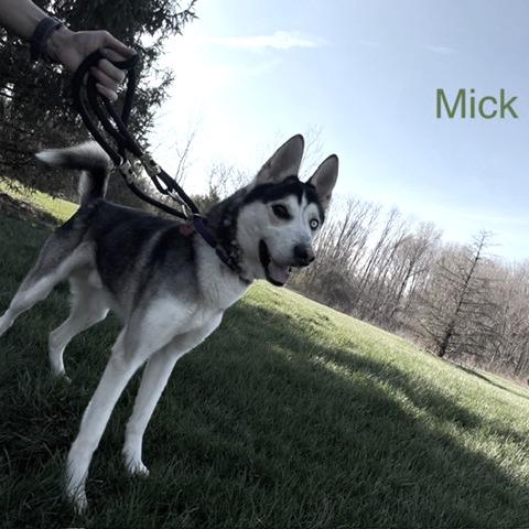 Enlarge Mick, a Adoptable mixed breed in Delaware, OH image 5/6