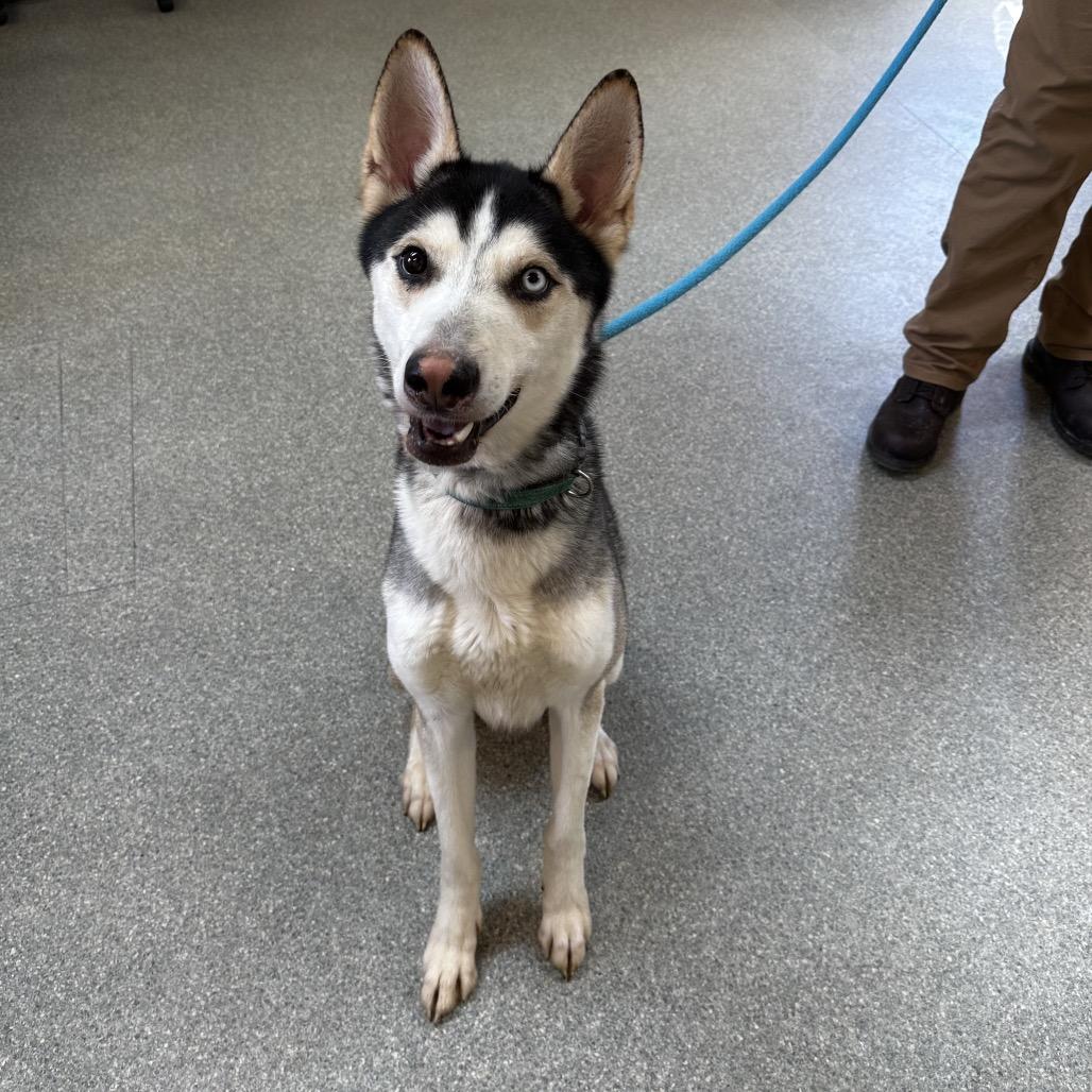 Enlarge Mick, a Adoptable mixed breed in Delaware, OH image 6/6