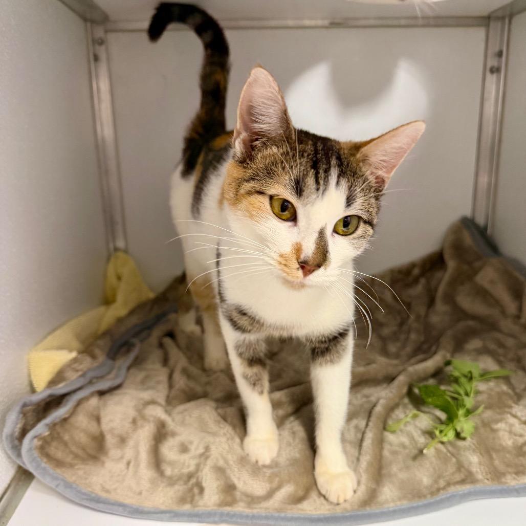 Ragu, Adoptable, Young Female Domestic Short Hair & Domestic Short Hair.