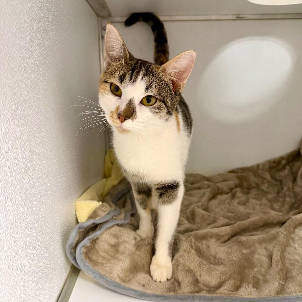 Enlarge Ragu, a Adoptable mixed breed in Binghamton, NY image 2/2