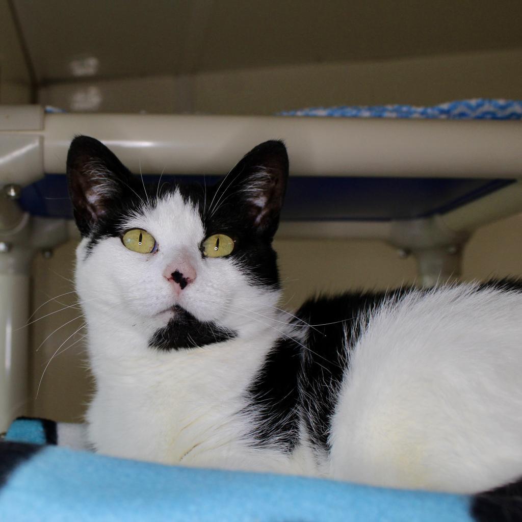 Enlarge Buttercup, a Adoptable Domestic Short Hair in Springfield, IL image 1/3