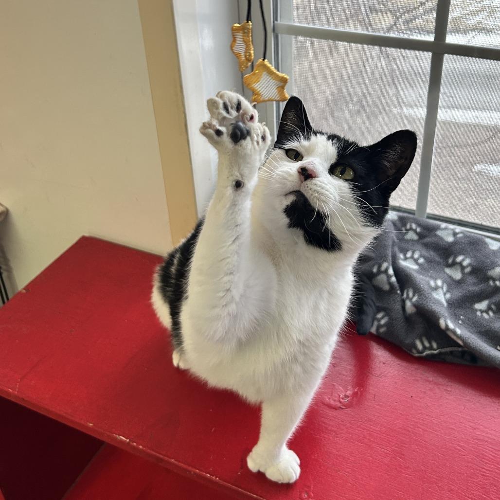 Buttercup, a Adoptable Domestic Short Hair in Springfield, IL image 2/5