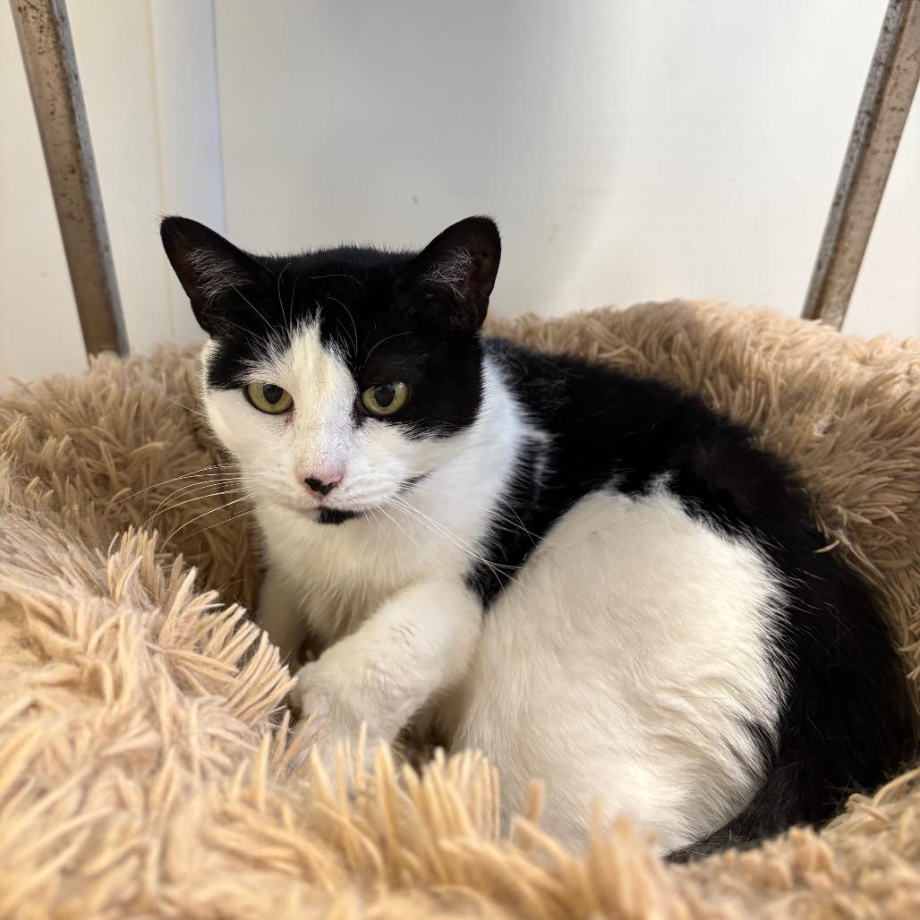 Enlarge Buttercup, a Adoptable Domestic Short Hair in Springfield, IL image 2/3