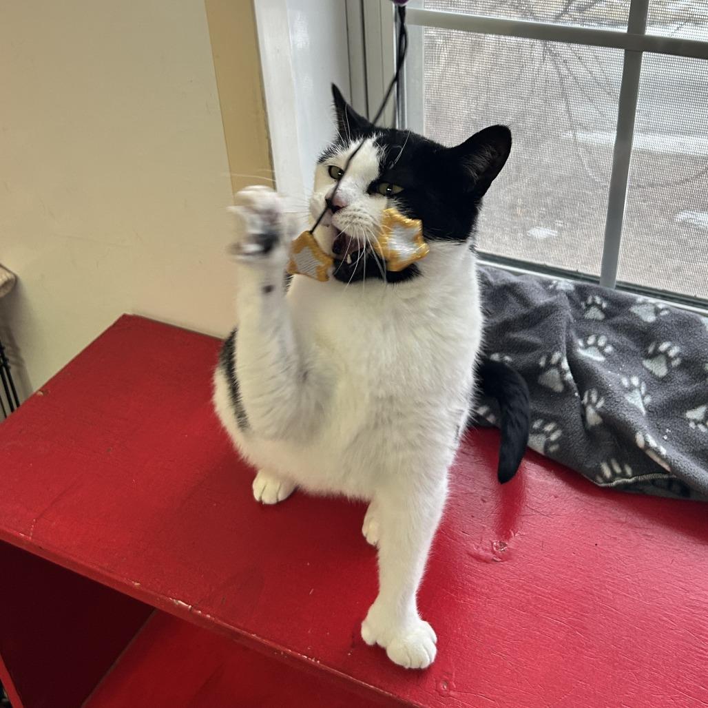 Buttercup, a Adoptable Domestic Short Hair in Springfield, IL image 4/5