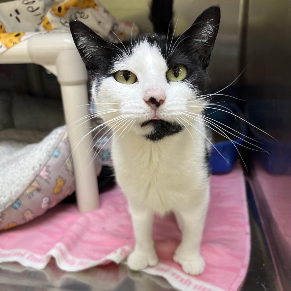 Enlarge Buttercup, a Adoptable Domestic Short Hair in Springfield, IL image 3/3