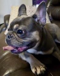 Enlarge POPPY TART - pending, an adopted French Bulldog in Bonney Lake, WA image 2/2