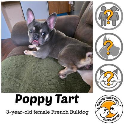POPPY TART - pending, adopted, Adult Female French Bulldog.