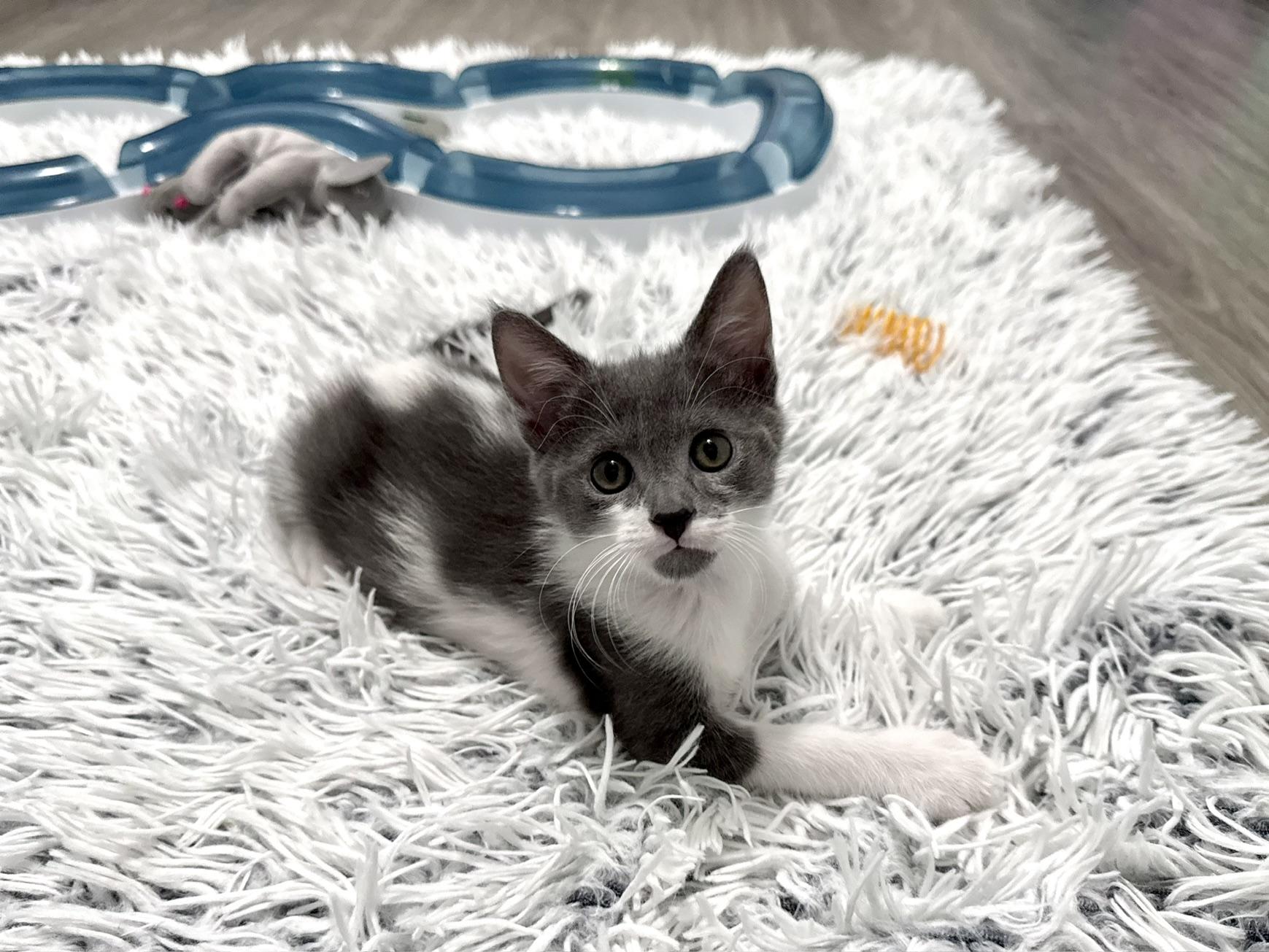 Enlarge Atlas, a Adoptable Domestic Short Hair in Alexandria, VA image 2/3