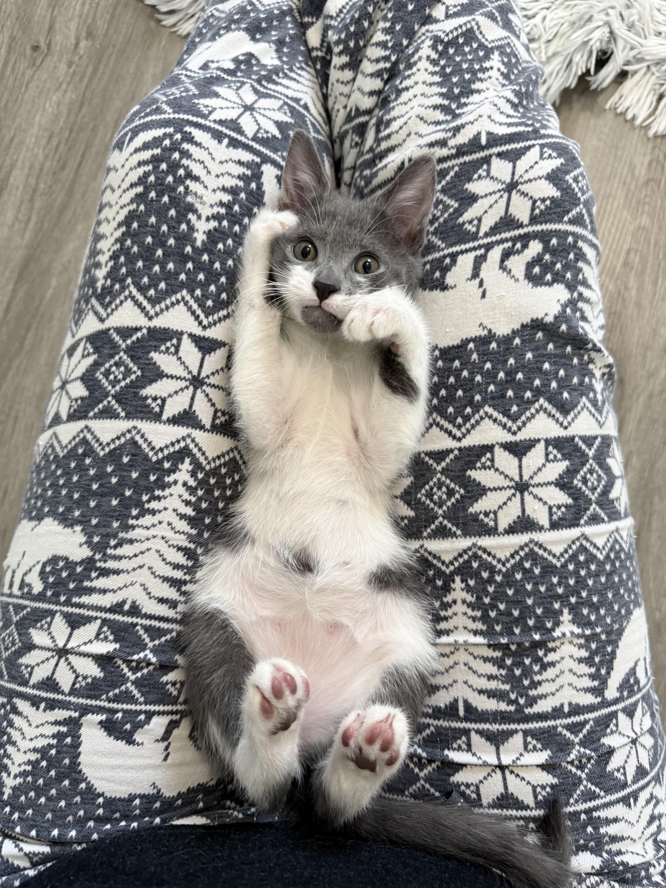 Enlarge Atlas, a Adoptable Domestic Short Hair in Alexandria, VA image 3/3