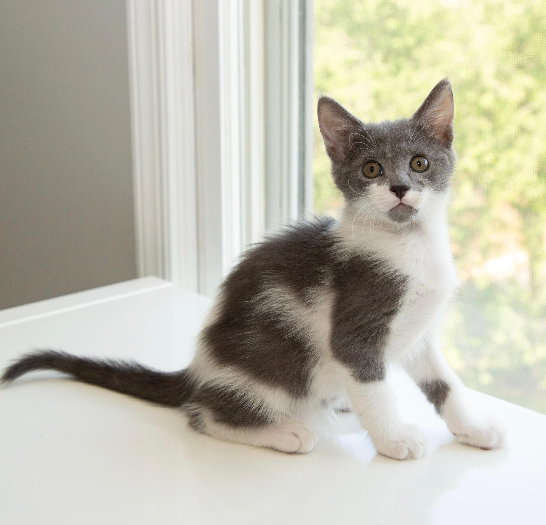 Enlarge Atlas, a Adoptable Domestic Short Hair in Alexandria, VA image 1/3