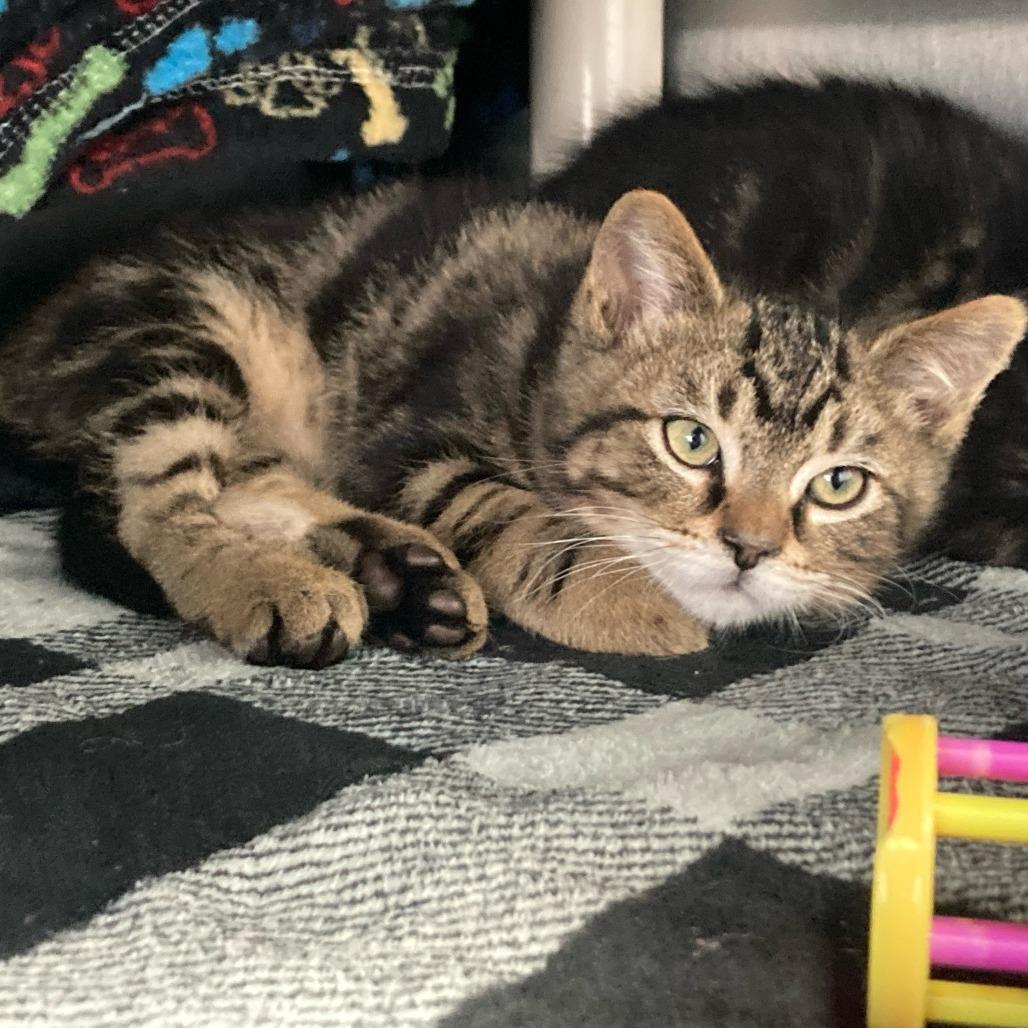 Jazz, Adoptable, Kitten Male Domestic Short Hair.
