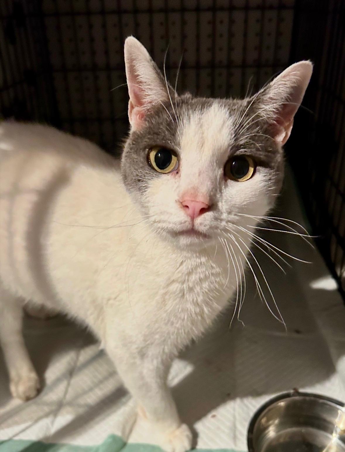 Enlarge Aspen, a ADOPTABLE Domestic Short Hair in Lansdowne, PA image 1/5