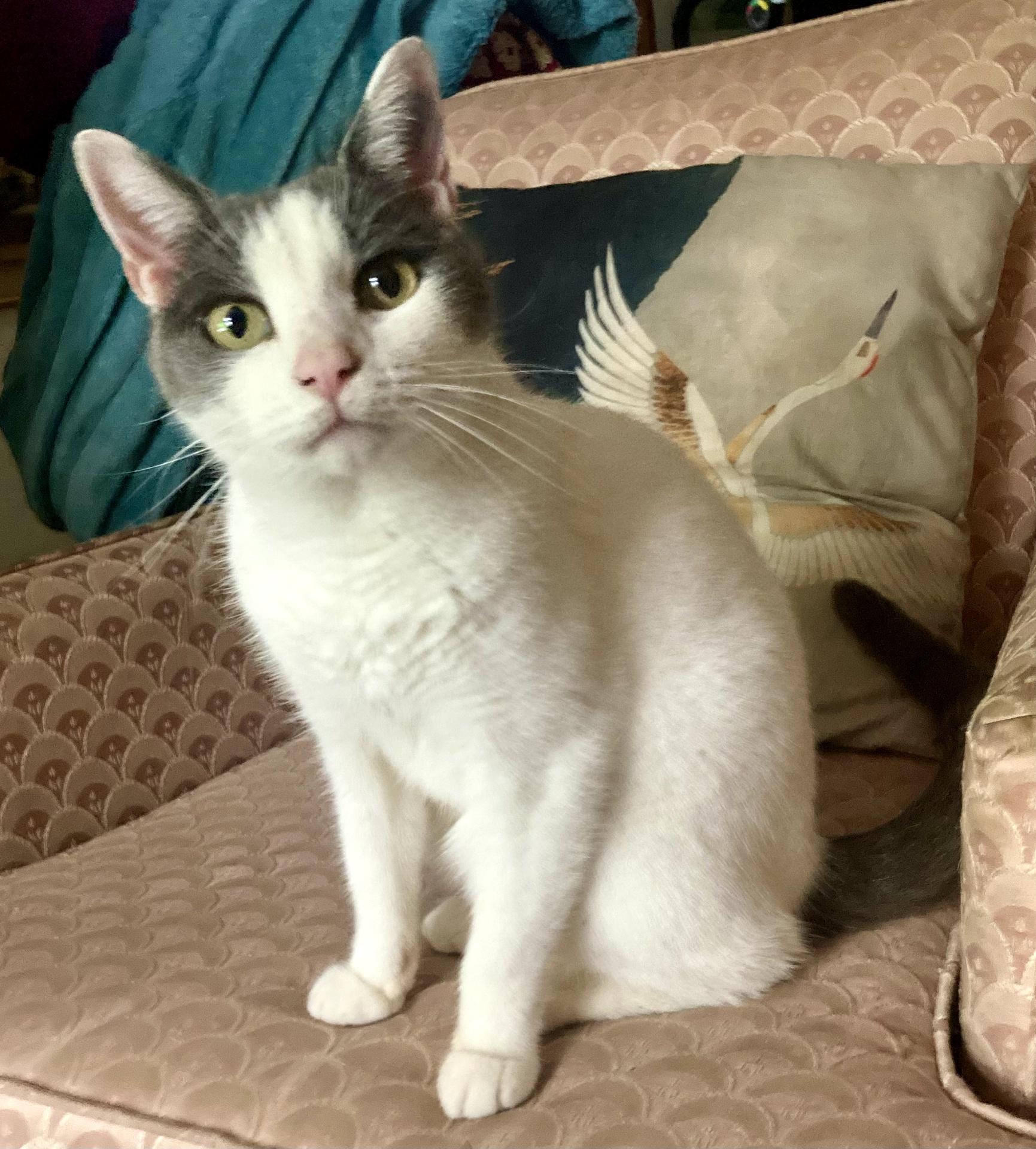 Enlarge Aspen, a ADOPTABLE Domestic Short Hair in Lansdowne, PA image 2/5