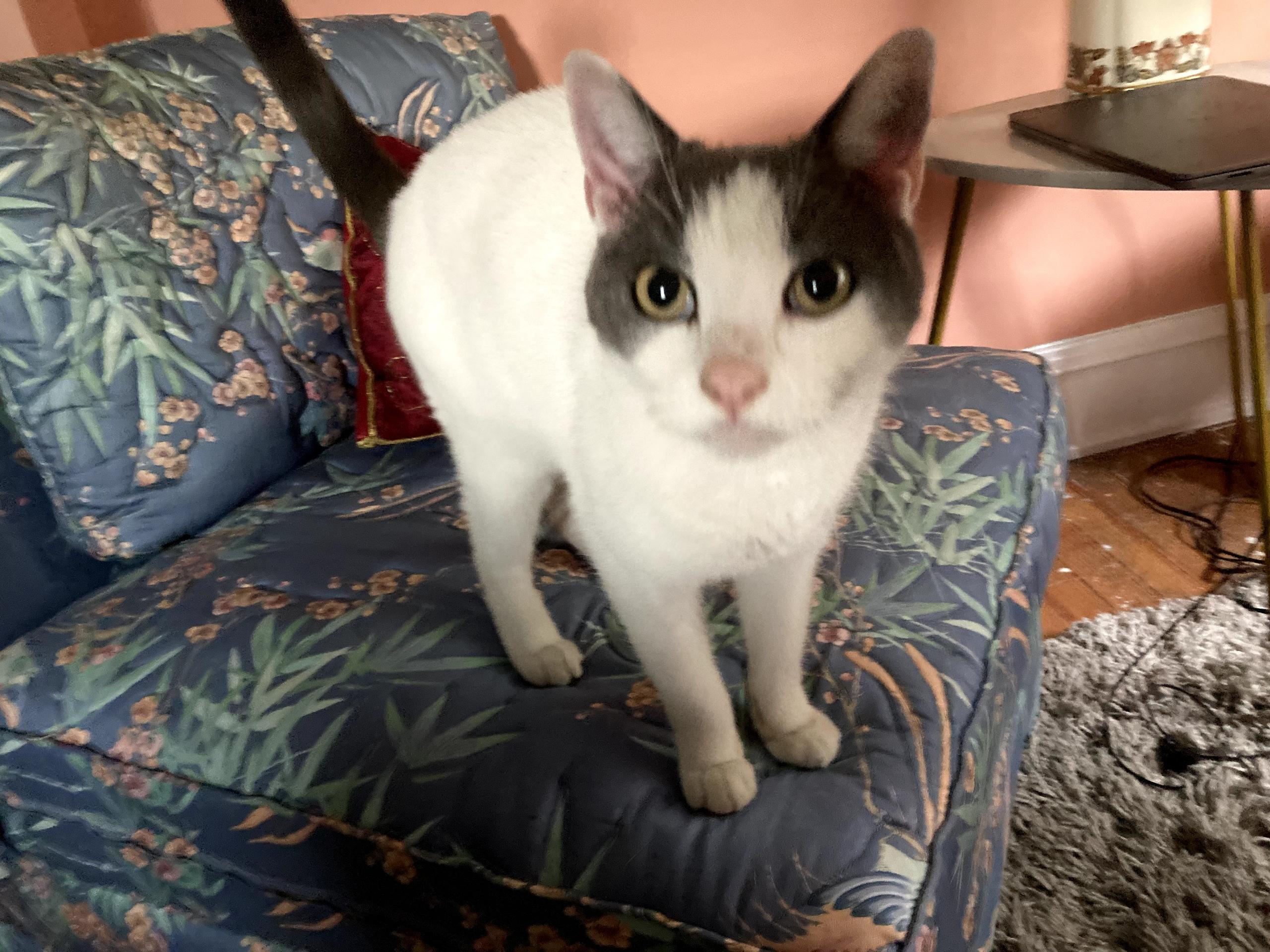 Enlarge Aspen, a ADOPTABLE Domestic Short Hair in Lansdowne, PA image 5/5