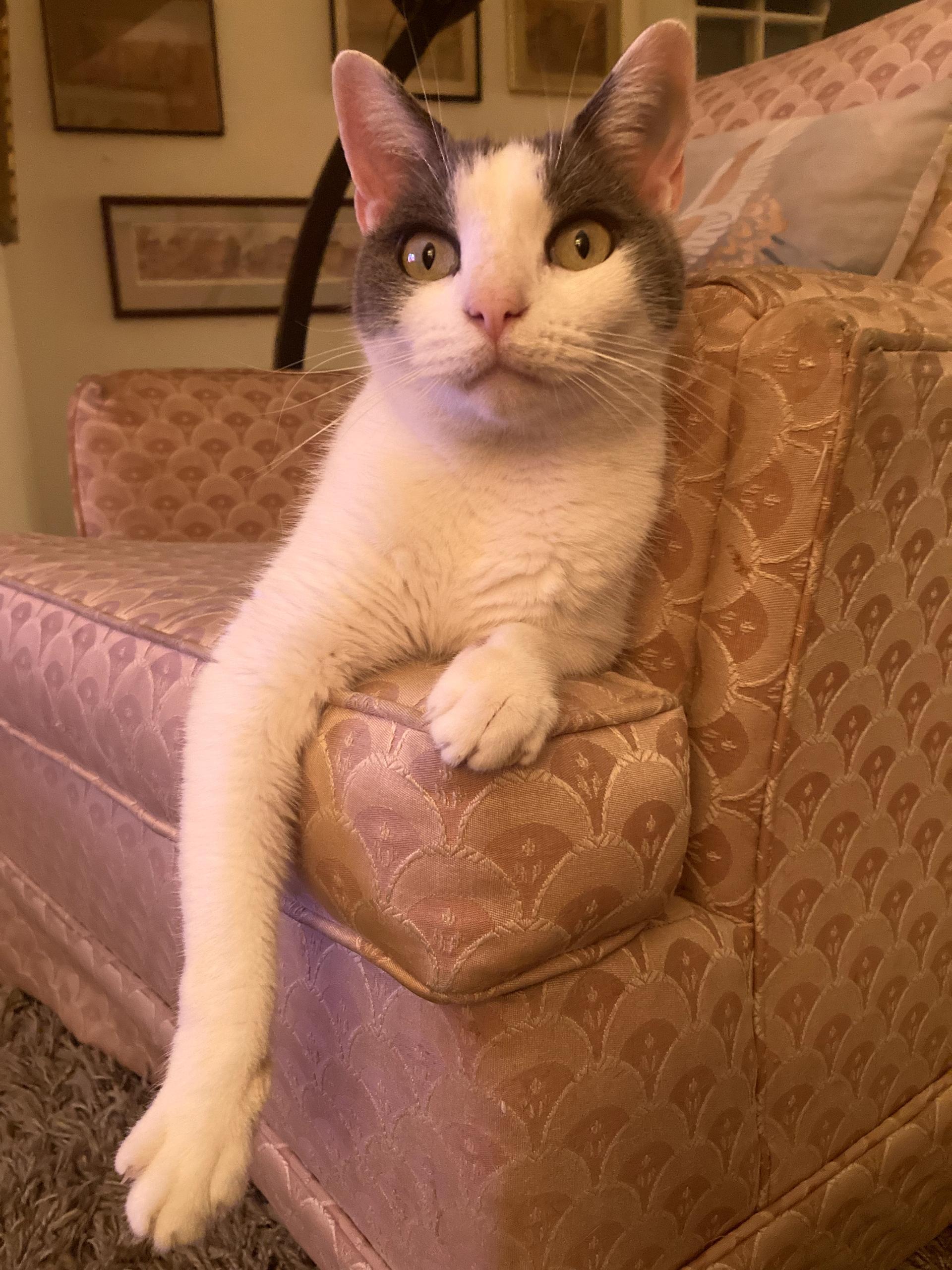 Enlarge Aspen, a ADOPTABLE Domestic Short Hair in Lansdowne, PA image 3/5