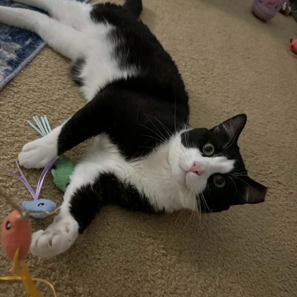 Enlarge Marley, a Adoptable Domestic Short Hair in Hedgesville, WV image 1/4