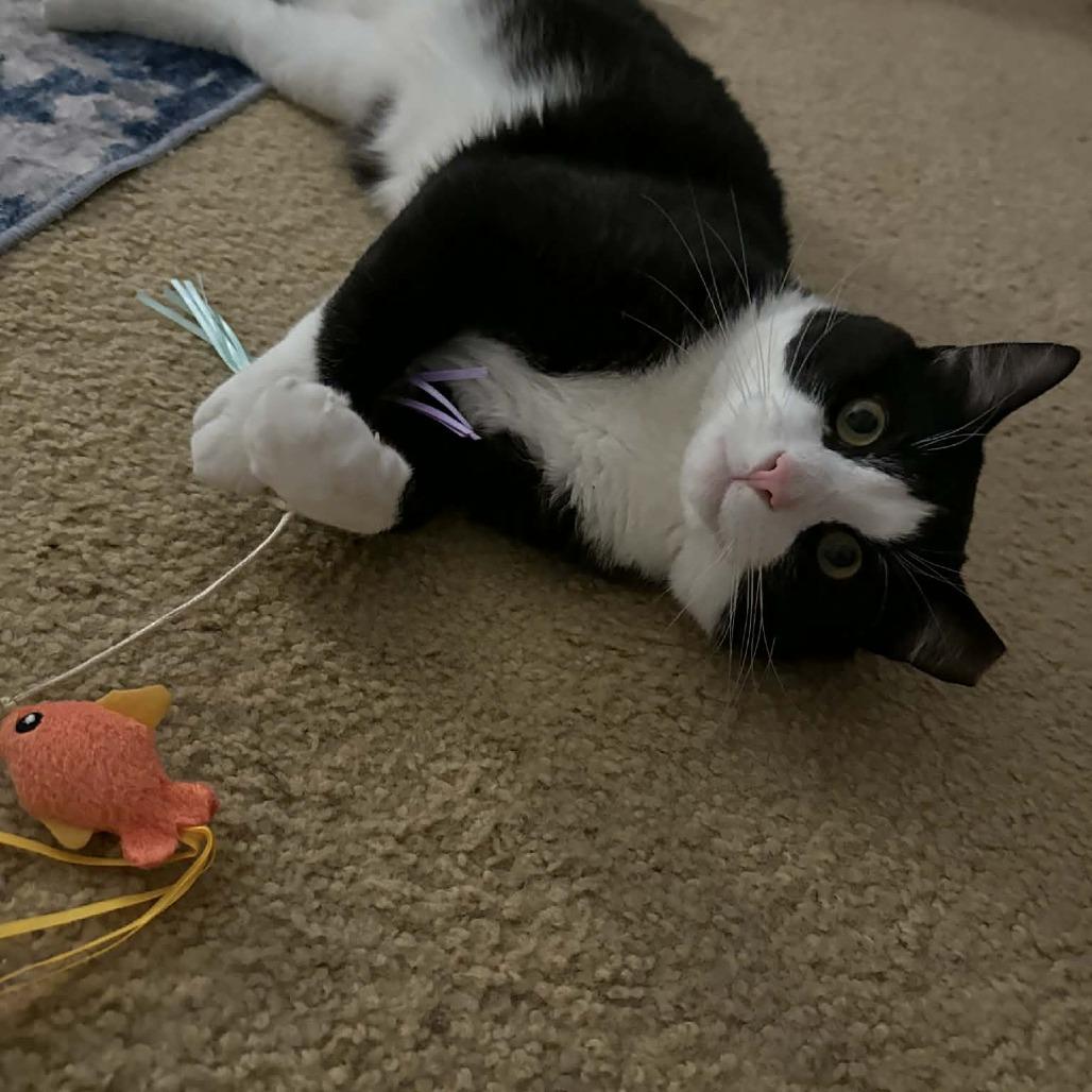 Enlarge Marley, a Adoptable Domestic Short Hair in Hedgesville, WV image 2/4