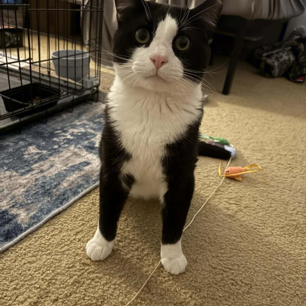 Enlarge Marley, a Adoptable Domestic Short Hair in Hedgesville, WV image 3/4