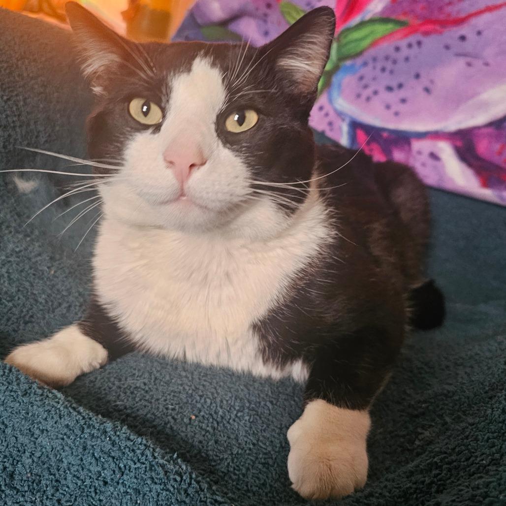 Enlarge Marley, a Adoptable Domestic Short Hair in Hedgesville, WV image 4/4