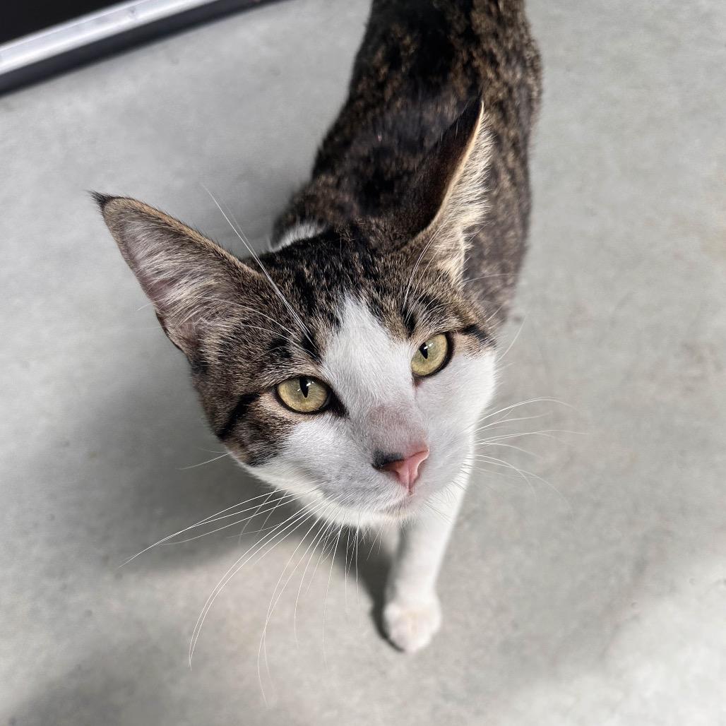 Patches, Adoptable, Young Male Domestic Short Hair.