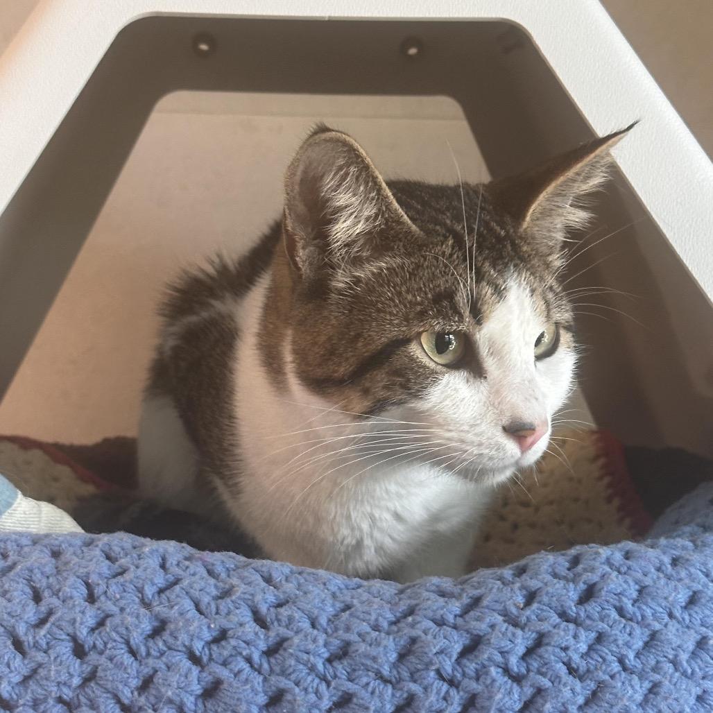 Patches, Adoptable, Young Male Domestic Short Hair.