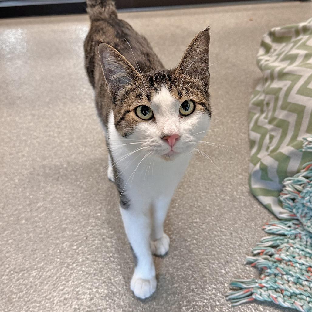Enlarge Patches, a Adoptable Domestic Short Hair in Hailey, ID image 2/6