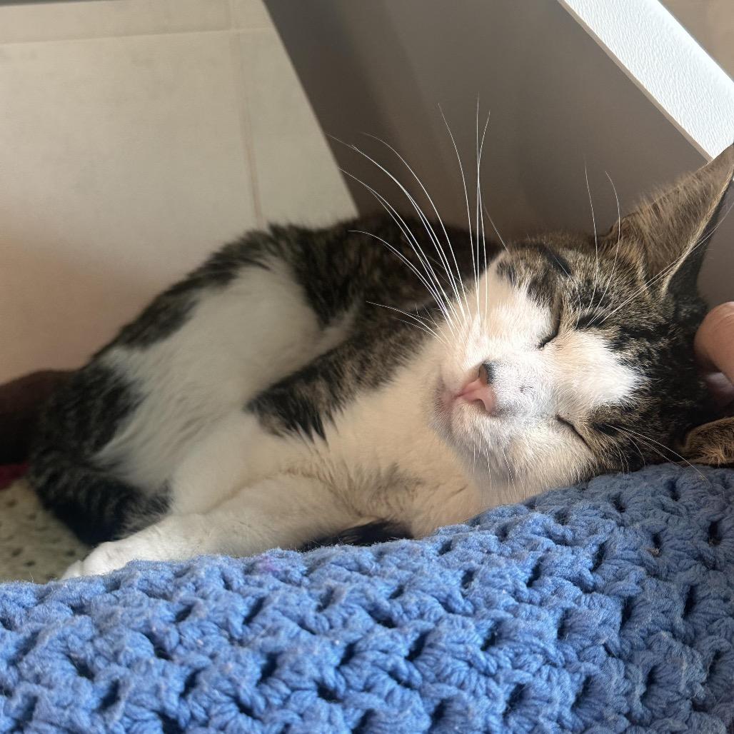Patches, a Adoptable Domestic Short Hair in Hailey, ID image 2/4